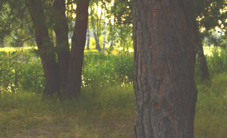Joy Walk in Nature (26)
